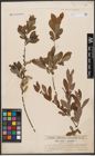 Foto von Salix aurita L. x Salix purpurea L.